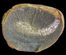 Didontogaster Fossil Worm (Pos/Neg) - Mazon Creek #70587-1